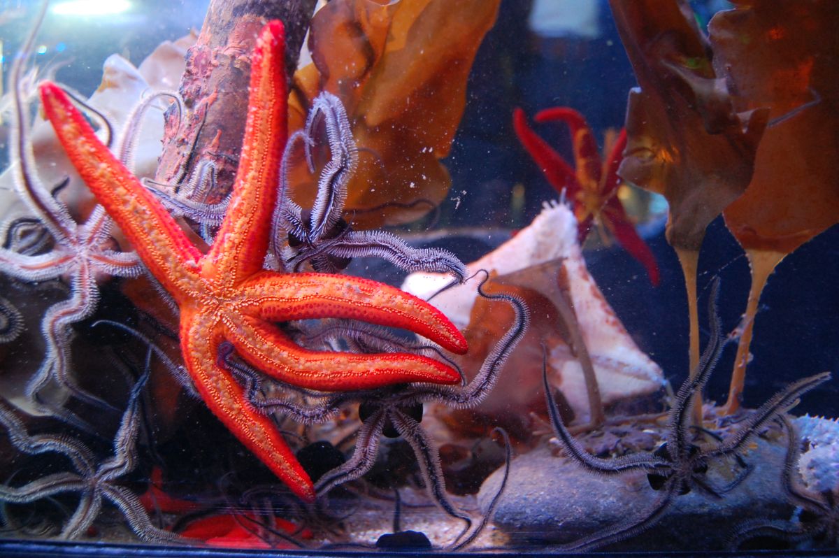Seesterne im Sea Life Oberhausen